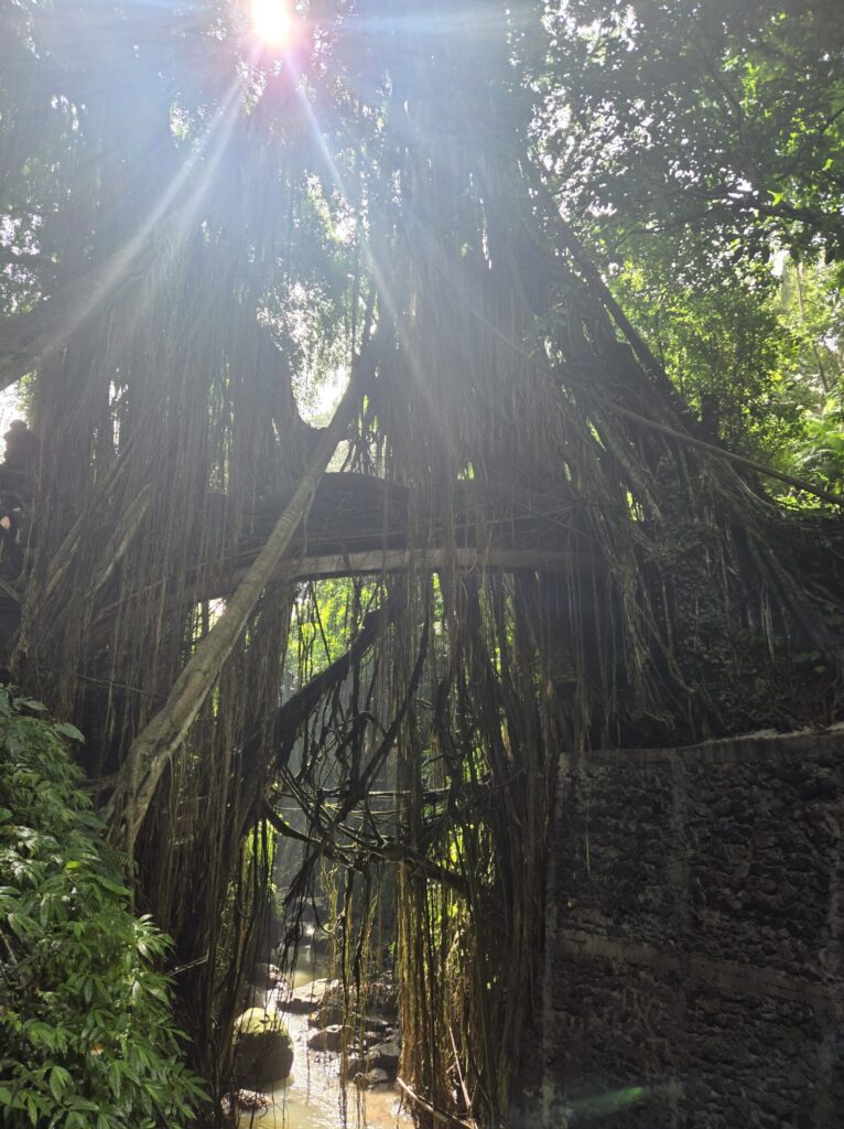a stone bridge in the jungle
