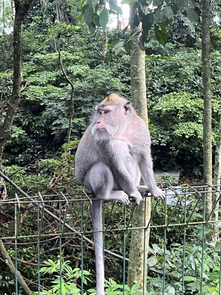 a monkey